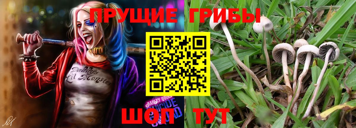 Сланцы  Галлюциногенные грибы Cubensis  Вход с VPN  Галлюциногенные грибы Psilocybe 